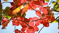 See the red leaves while you still can in Nha Trang